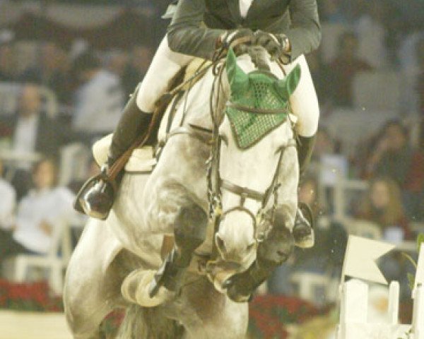 stallion Carre d'As Z (Zangersheide riding horse, 1998, from Carthago)