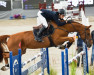 Springpferd Fanfreluche de Rialfo Z (Zangersheide Reitpferd, 2015, von Farfelu de Muze)