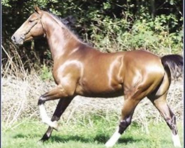 stallion Ok du Rozel (Selle Français, 2002, from Quidam de Revel)