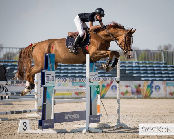 Springpferd Klaradette S (Koninklijk Warmbloed Paardenstamboek Nederland (KWPN), 2015, von Arezzo VDL)