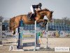 jumper Klaradette S (KWPN (Royal Dutch Sporthorse), 2015, from Arezzo VDL)