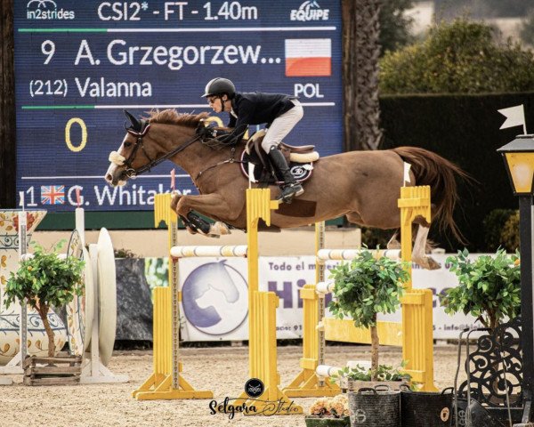 Springpferd Valanna (Irish Sport Horse, 2014, von Valent)