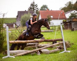 broodmare Terra Allegra (Welsh-Cob (Sek. D), 2013, from H-S Major Tom)