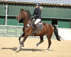 jumper Enie 9 (German Sport Horse, 2015, from Fortepiano)