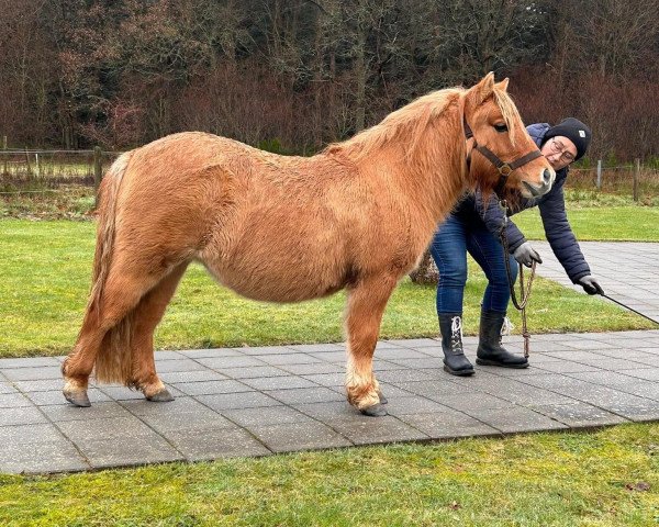 Pferd Skovmosens Ronja (Shetland Pony, 2022, von Annagaard Urban)