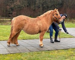 horse Skovmosens Ronja (Shetland Pony, 2022, from Annagaard Urban)