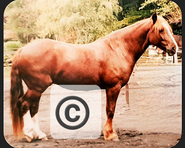 horse Maeglejorge Caesar (Welsh-Cob (Sek. D), 1986, from Scole Model)