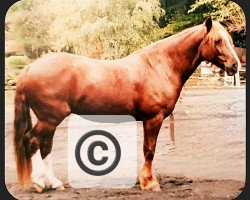 horse Maeglejorge Caesar (Welsh-Cob (Sek. D), 1986, from Scole Model)