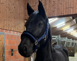 broodmare Ranja Rock´Oli A.R. (Westphalian, 2020, from Bellini Royal)