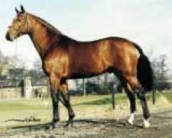 stallion Aydin des Malais (Selle Français, 1988, from Uriel)