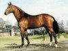 stallion Aydin des Malais (Selle Français, 1988, from Uriel)