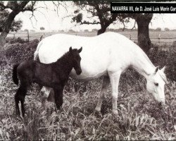 Zuchtstute Navarra VII (Pura Raza Espanola (PRE), 1970, von Señalado)