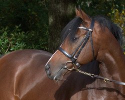 stallion König Platon xx (Thoroughbred, 2016, from Soldier Hollow xx)