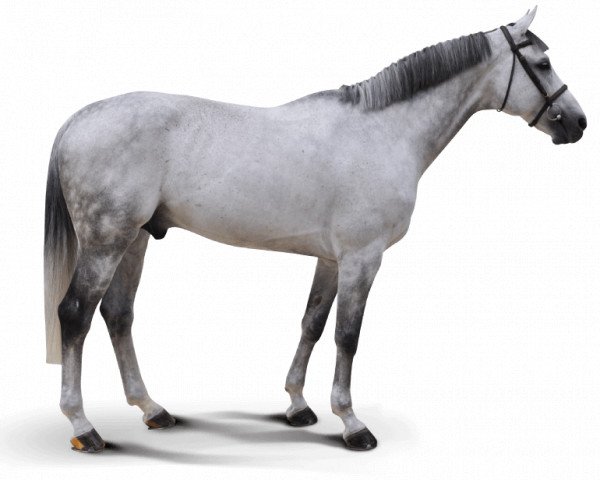 Deckhengst Califa Ls (Sportpferd La Silla, 2003, von Carthago)
