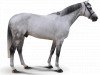 stallion Califa Ls (Sporthorse La Silla, 2003, from Carthago)