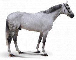 stallion Califa Ls (Sporthorse La Silla, 2003, from Carthago)