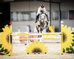 Springpferd Lady Lavsca Fortuna (KWPN (Niederländisches Warmblut), 2016, von Cohinoor VDL)