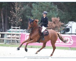 broodmare Ah L'Histoire Fontanel Z (Zangersheide riding horse, 2017, from Aganix du Seigneur)