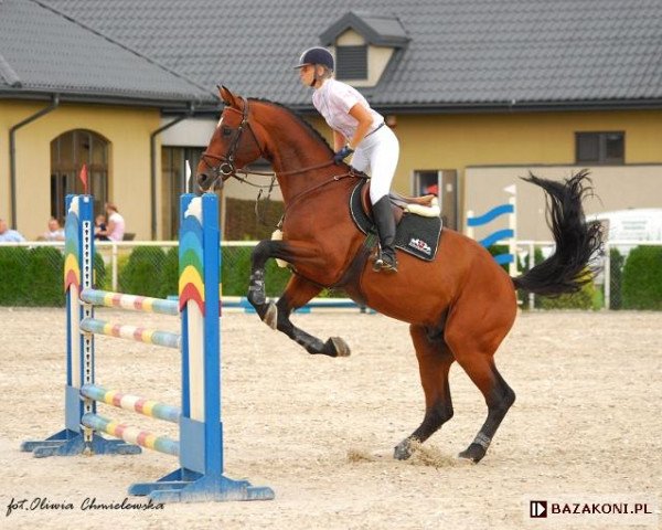 Deckhengst Goofi R (Polnisches Warmblut, 2004, von Campari M)