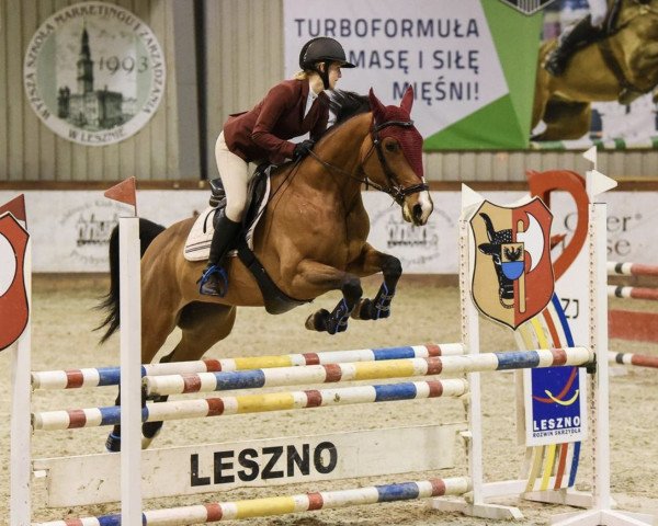 Pferd Kokaina (Polnisches Warmblut, 2011, von Goofi R)