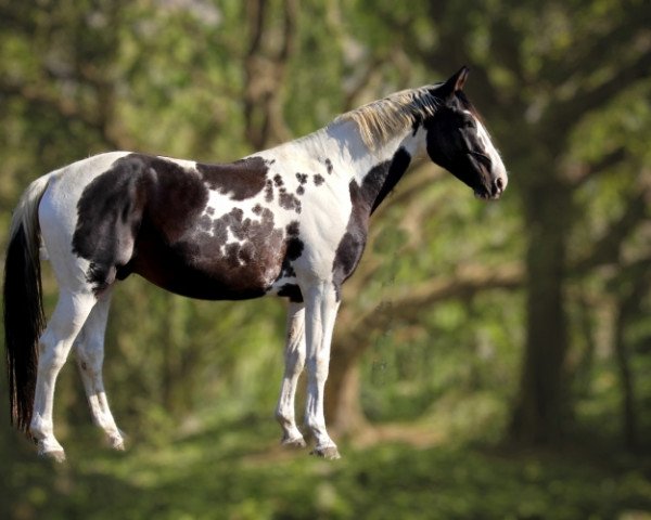 stallion Hélios Morinda (Selle Français, 2017, from Ulyss Morinda)