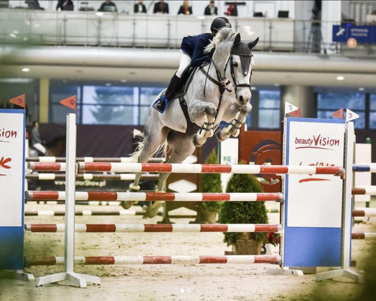 Springpferd Challenger (Ungarisches Warmblut, 2012, von Agropoint Cassiloc)