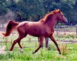 Zuchtstute Calgary H Morinda Z (Zangersheide Reitpferd, 2017, von Cambiaso Massuere)