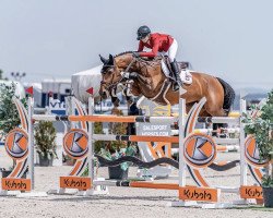 jumper Ninnica Bormes (Belgian Warmblood, 2013, from Elvis Ter Putte)