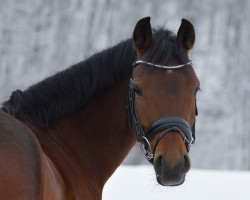 Dressurpferd Daenerys Delight (Deutsches Reitpony, 2019, von D-Power AT)