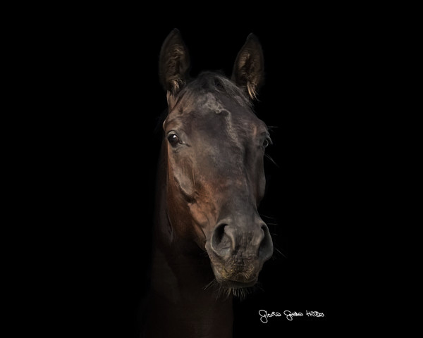 dressage horse For Freedom 7 (German Sport Horse, 2019, from For Final)