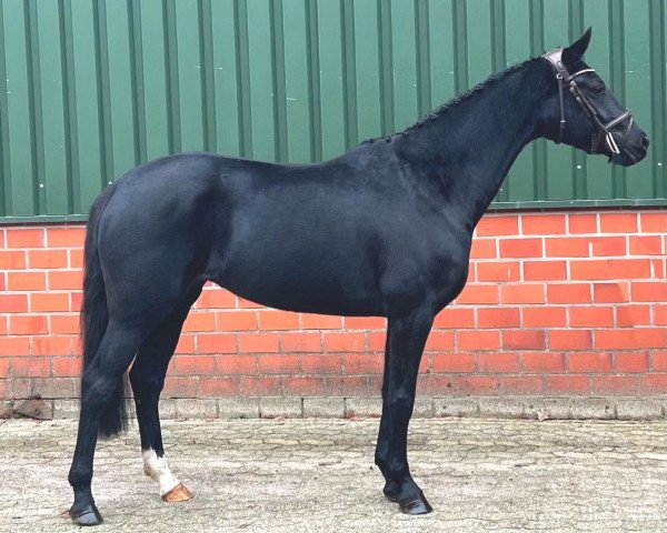 dressage horse Donna's Rikki (Oldenburg, 2019, from Fashion In Black NRW)