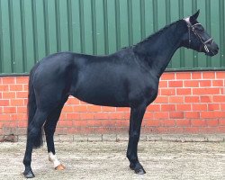 dressage horse Donna's Rikki (Oldenburg, 2019, from Fashion In Black NRW)