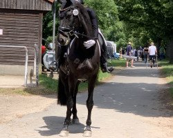 Springpferd Lord Vader 3 (Rheinländer, 2005, von Leardo)