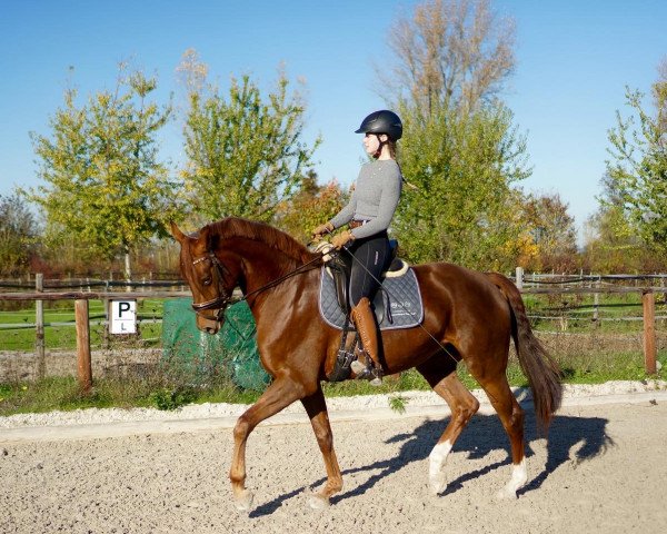 dressage horse Fräulein Fine 4 (Rhinelander, 2018, from Flashback 8)