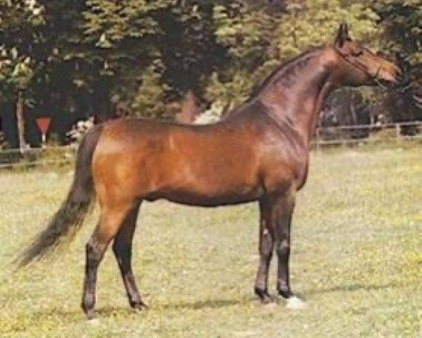 stallion Algomej ox (Arabian thoroughbred, 1973, from Celebes 1949 ox)