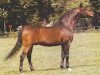 stallion Algomej ox (Arabian thoroughbred, 1973, from Celebes 1949 ox)