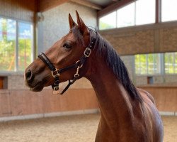 dressage horse Quantastisch (German Sport Horse, 2018, from Quantensprung 3)