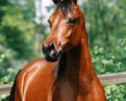 broodmare Elegantkah ox (Arabian thoroughbred, 1994, from Gwizd 1981 ox)