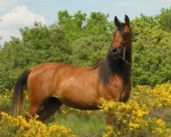 broodmare Dalila de Fontanel ox (Arabian thoroughbred, 2004, from Extreme ox)