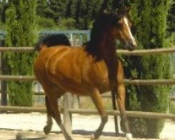 broodmare Pireva ox (Arabian thoroughbred, 1993, from Piruet ox)