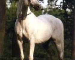 stallion Piruet ox (Arabian thoroughbred, 1983, from Probat ox)