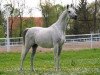 broodmare Pieczec ox (Arabian thoroughbred, 1976, from Palas ox)