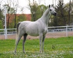 broodmare Pieczec ox (Arabian thoroughbred, 1976, from Palas ox)