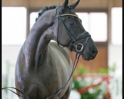 dressage horse Lordamento (Westphalian, 2021, from Lord Europe)