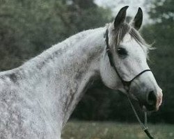 broodmare Albania ox (Arabian thoroughbred, 1976, from Gwarny ox)