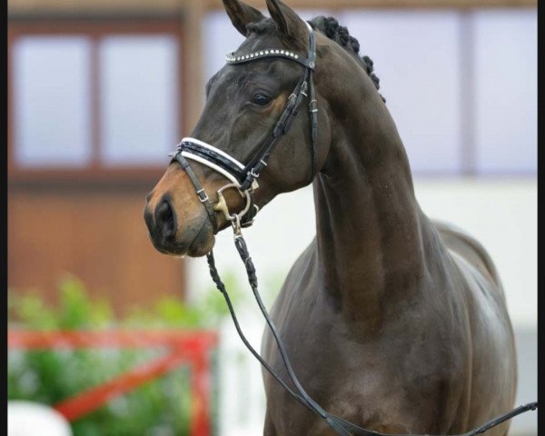 dressage horse Valestos (Westphalian, 2021, from Vaderland OLD)