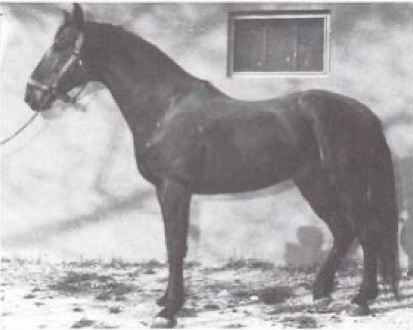 stallion Nilo (Maremmano, 1967, from Lanciotto)