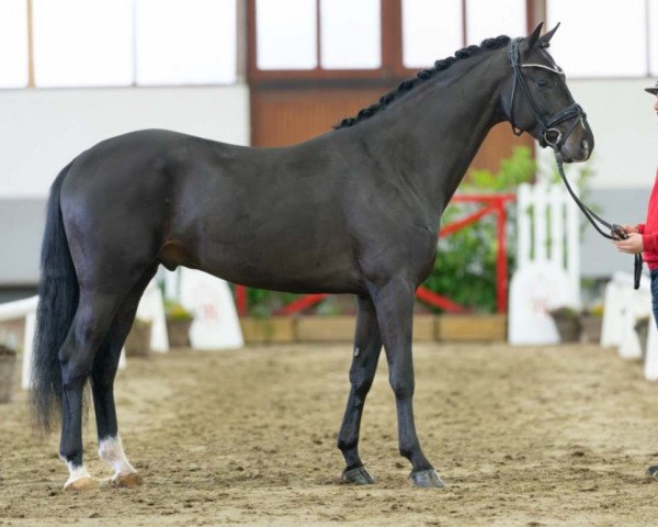 dressage horse Gentleman (Westphalian, 2021, from Glamourdale)