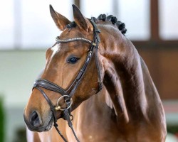 dressage horse Fortino (Westphalian, 2019, from For Gold OLD)