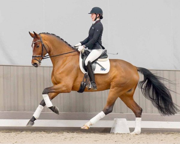 dressage horse Ella Endlich Hrh (Hanoverian, 2018, from Erdinger)